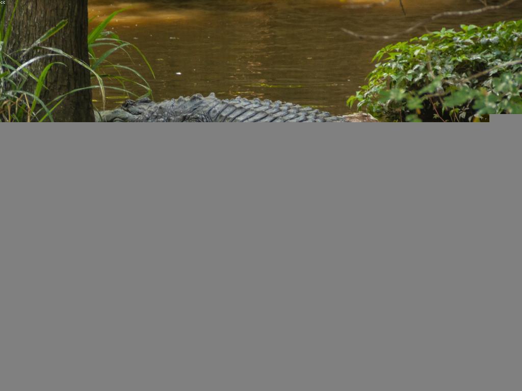 ការស្វែងរកកន្លែងលេងស្លុតលាក់ខ្លួននៅកម្ពុជា