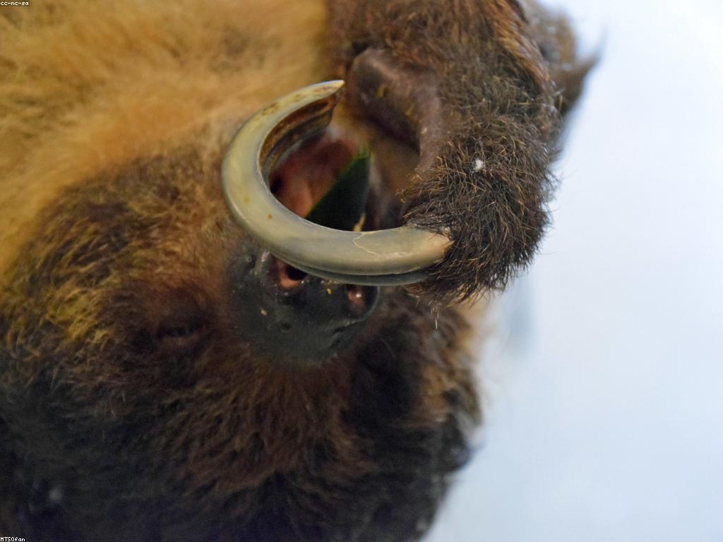 កន្លែងលេងស្លុត: ការស្វែងយល់អំពីការស្លុតនិងទីកន្លែងលេងស្លុត