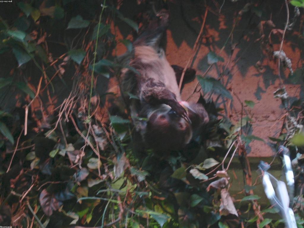 កន្លែងលេងស្លុត: ការស្វែងយល់អំពីការស្លុតនិងទីកន្លែងលេងស្លុត